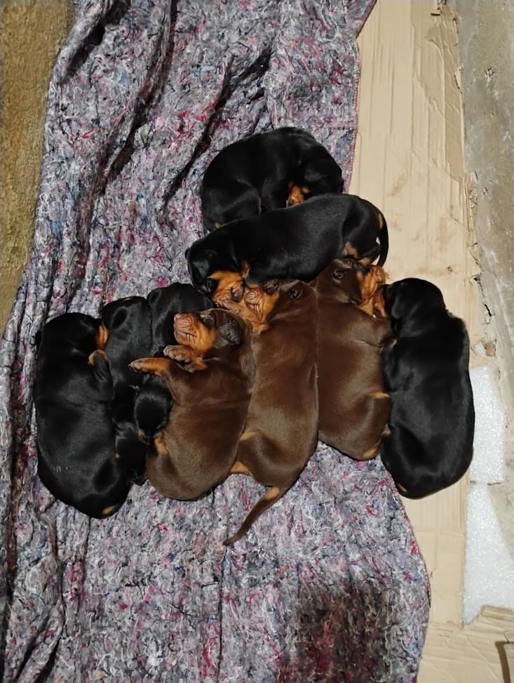 Filhotes de Dobermann