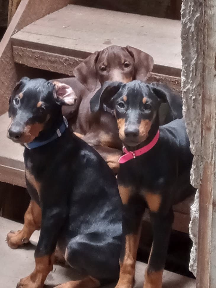 Foto Dobermann